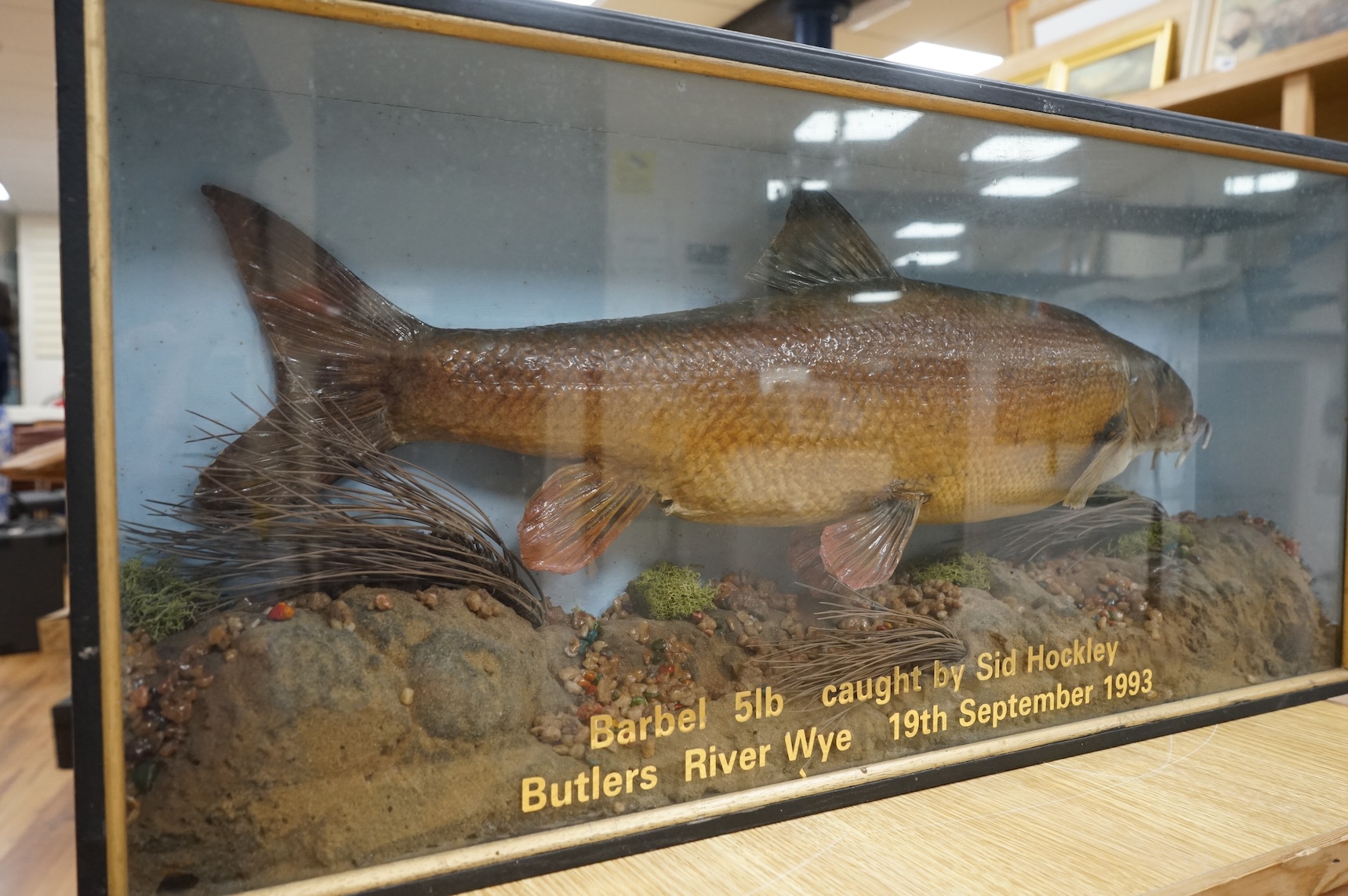A late 20th century taxidermy barbel fish in case, attribution in applied gold coloured letters reading; ‘Barbel 5lb caught by Sid Hockley, Butlers River Wye, 19th September 1993’, dimensions; 71cm wide, 34cm high, 13cm